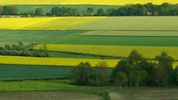 Régulation du colza